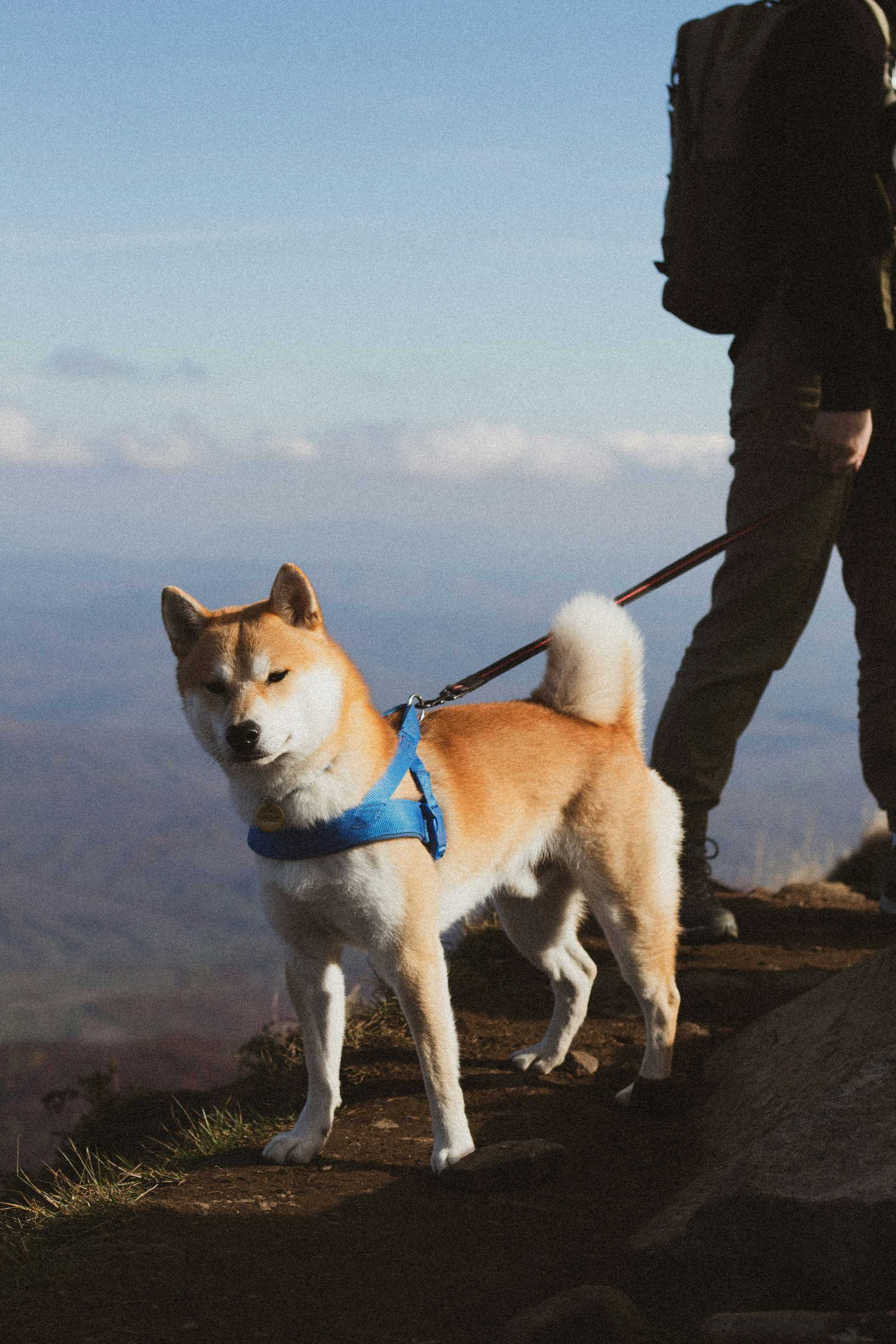 Dog Hiking