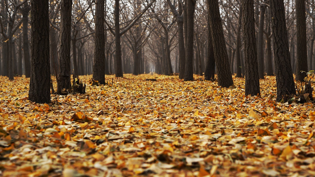 Leaves on the forest floor