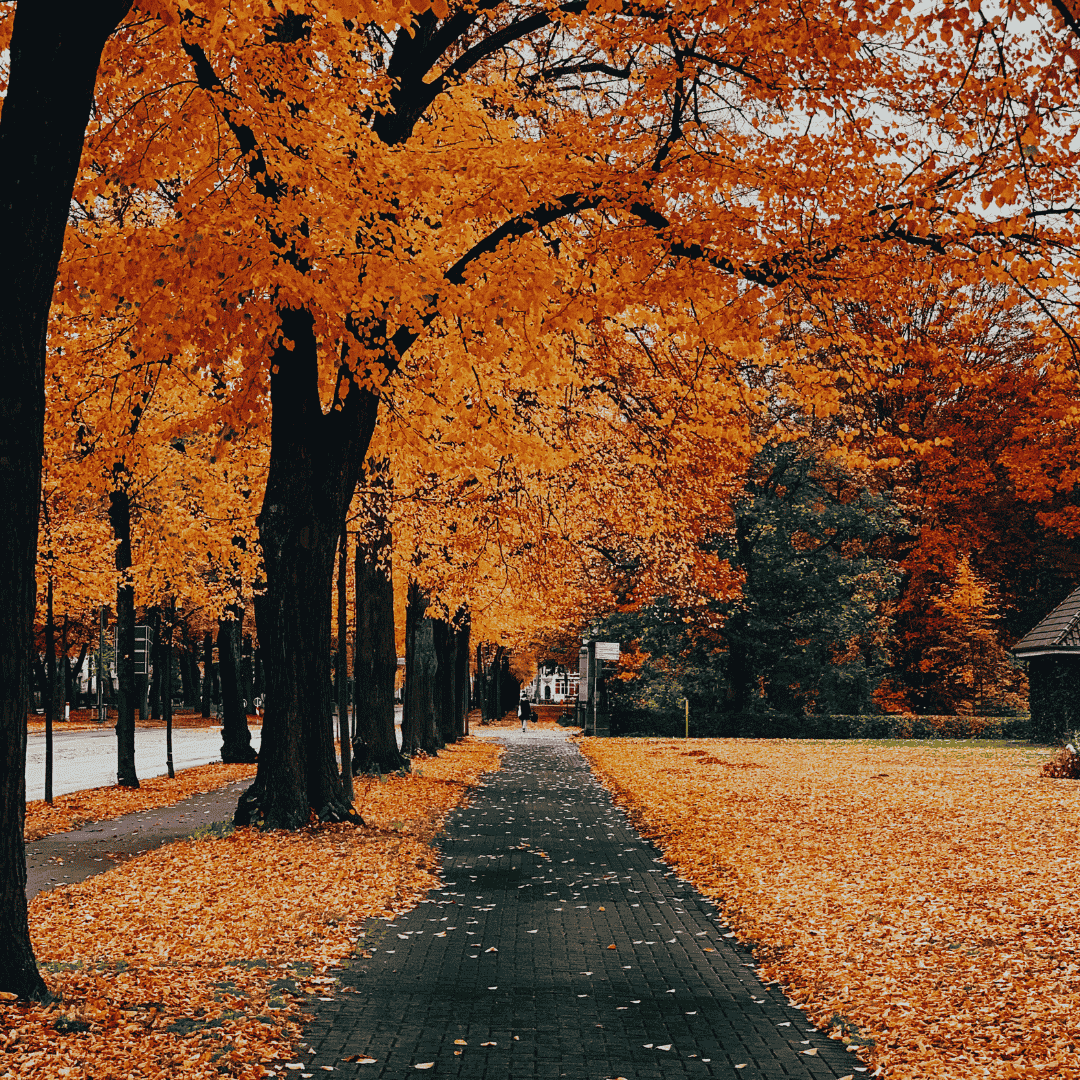 Fall Trees